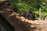 Brown bear, Wildpark Schwarze Berge