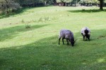 Heidschnucke, a form of moorland sheep, Wildpark Schwarze Berge